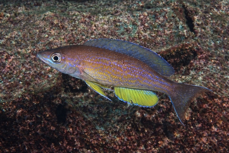 Cyprichromis pavo 'Lusekese'